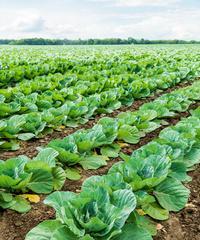 甘蓝种植全攻略（从选种到收获）