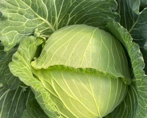 甘蓝种植全攻略（从选种到收获）