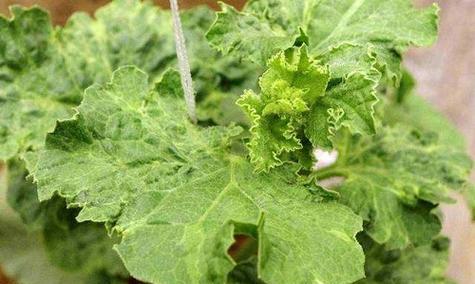 甘蓝黄叶病的药物防治（选择合适的药物防治甘蓝黄叶病效果更佳）