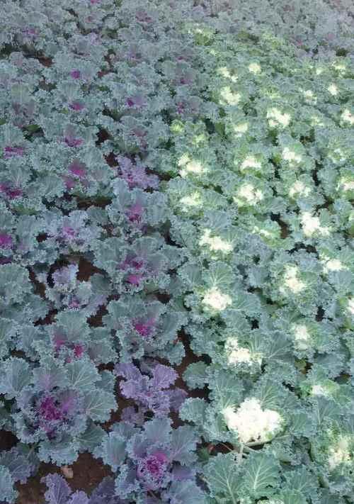 甘蓝种子的收集、催芽与种植（掌握这三个步骤）