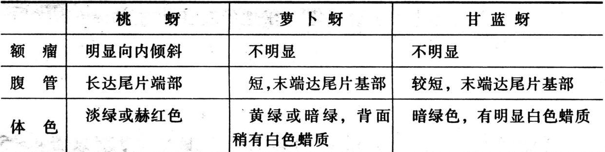 甘蓝种子的收集、催芽与种植（掌握这三个步骤）