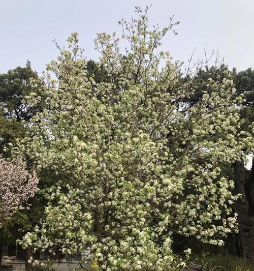 甘棠代表的象征意义（揭开甘棠的文化意蕴）