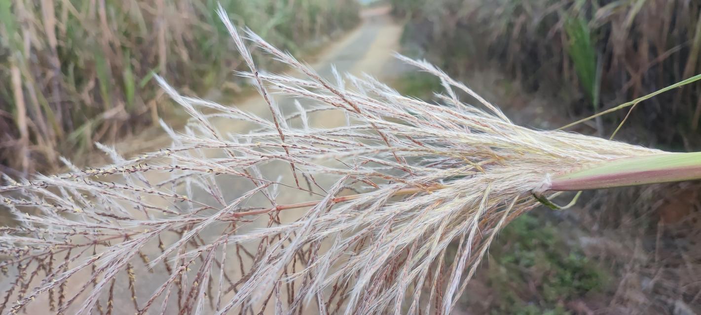 甘蔗开花的预兆与寓意（探秘甘蔗开花的原因及其象征意义）