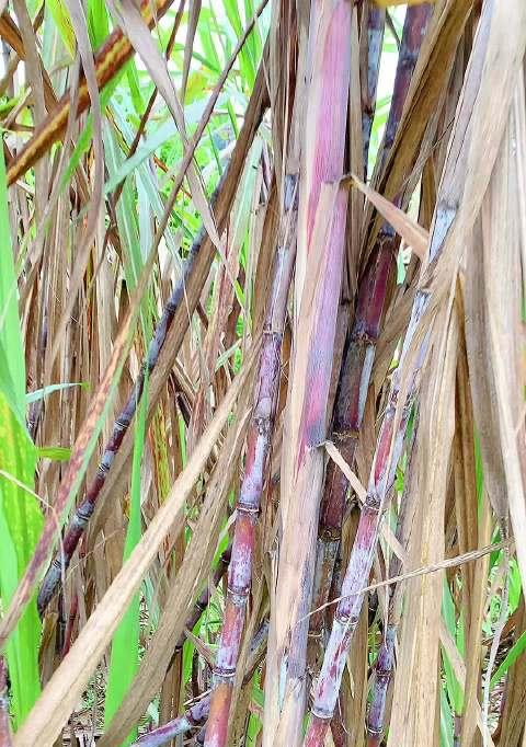 甘蔗是被子植物吗？