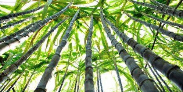 甘蔗（甘蔗的种植）