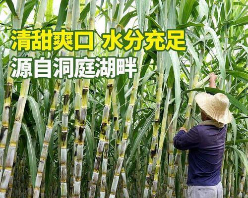 探寻甘蔗的故乡（揭秘甘蔗的起源）