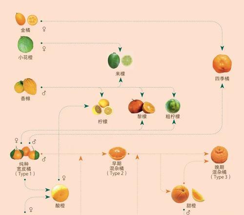 甘蔗是多年生植物（探究甘蔗的生长周期及特点）