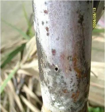 甘蔗钻心虫防治方法（有效预防和控制钻心虫危害的方法）