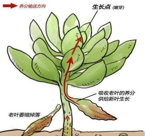 甘蔗钻心虫防治方法（有效预防和控制钻心虫危害的方法）