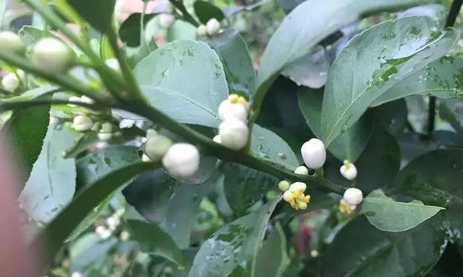 探秘柑橘花期（柑橘花期的常识和特点）