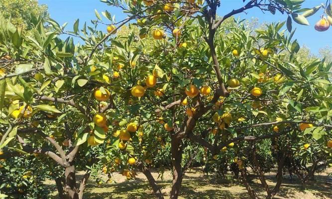 柑橘采摘季节剖析（以冬季寒橙为例）
