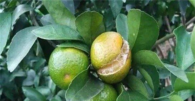 如何选择适合柑橘的肥料（掌握柑橘肥料的选择技巧）