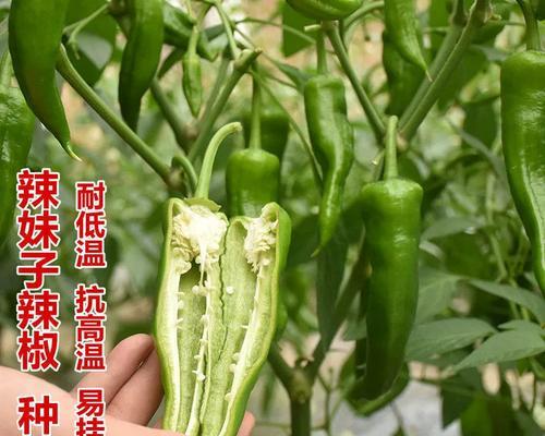 干辣椒籽可以种吗（了解干辣椒籽的种植方法和注意事项）