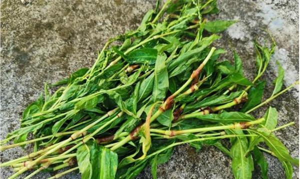 干辣椒籽可以种吗（了解干辣椒籽的种植方法和注意事项）