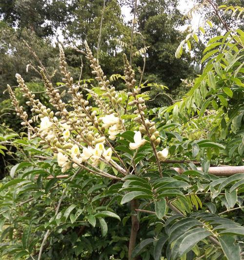 干牛粪可直接用于种花吗（科学研究发现）