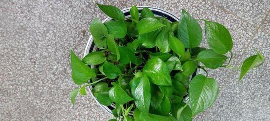 干牛粪可直接用于种花吗（科学研究发现）