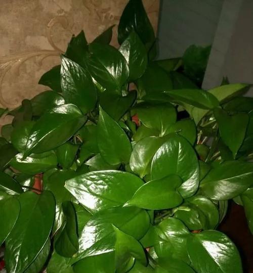 干树叶竟可直接种花（揭秘植物生长的神奇力量）