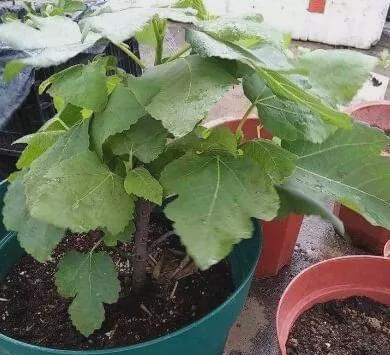 干树叶（利用干树叶做肥料）