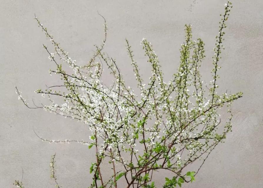 干支雪柳的养护与寿命（从种植到养护）