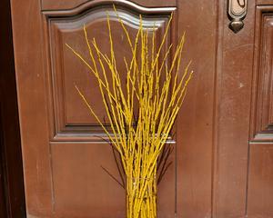 干枝花的养殖方法及技巧（打造居家绿植）