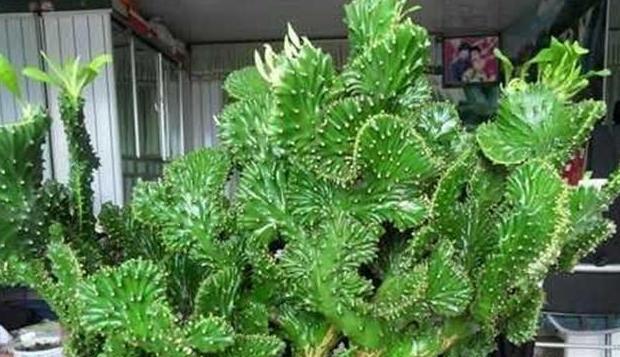 新手养玉麒麟指南（如何养护你的玉麒麟）
