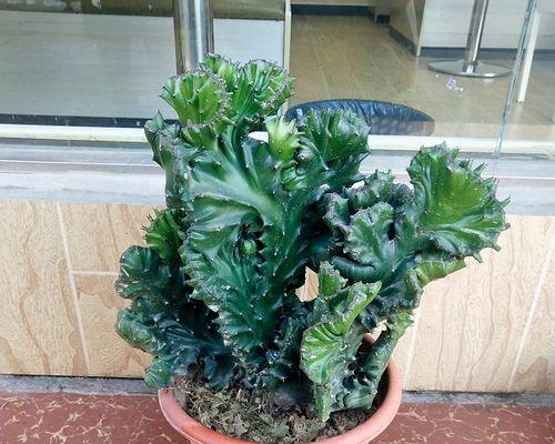 新手养玉麒麟指南（如何养护你的玉麒麟）