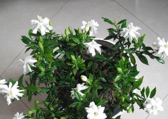 栀子花的养护与种植（从购买到开花）