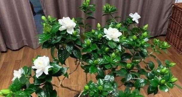 栀子花的养护与种植（从购买到开花）