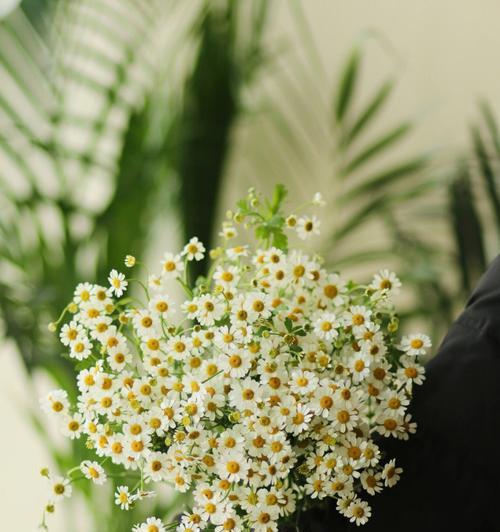 洋甘菊的花语（传递着爱和宽慰的花朵）