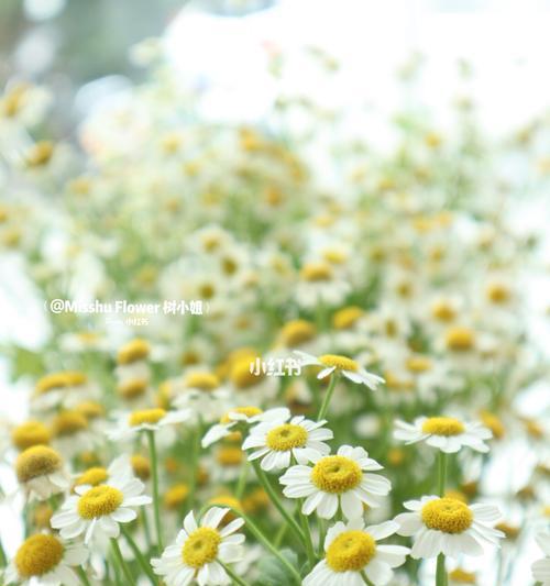 洋甘菊的花语与寓意（探究洋甘菊花的象征意义及文化底蕴）