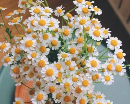 洋甘菊花语的意义及传承（探寻洋甘菊的深层含义与文化渊源）