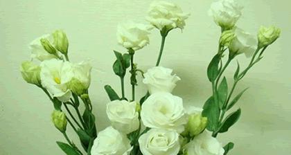 洋桔梗花语的寓意与传承（探寻洋桔梗花语的文化内涵与象征意义）
