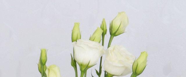 洋桔梗花语与寓意（探究洋桔梗的花语和象征意义）
