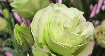 洋桔梗花语之色彩与情感（探索洋桔梗不同颜色所代表的花语与意义）