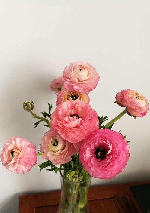 洋牡丹花语的奥秘（探寻洋牡丹花语的背后世界）