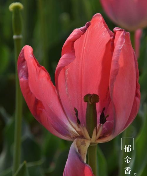 野生郁金香花语贞操（昂扬坚贞的花语之美）