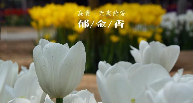 野生郁金香花语贞操（昂扬坚贞的花语之美）