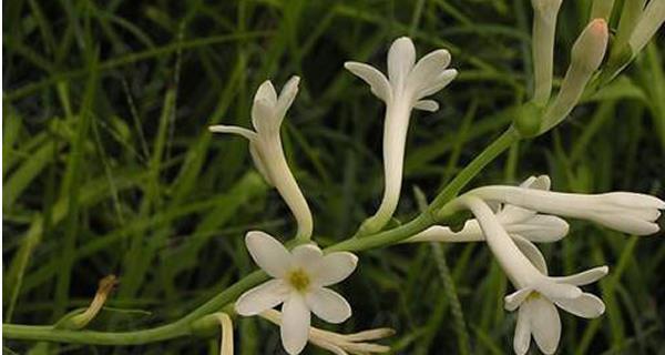 以夜来香的花语（揭示以夜来香花语的深刻内涵）
