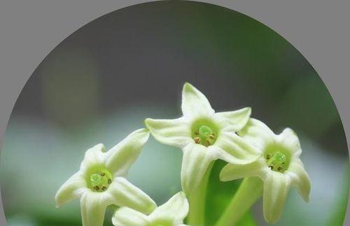 以夜来香的花语（揭示以夜来香花语的深刻内涵）