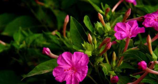 以夜来香花语的含义与传说（探寻夜来香的花语之谜）