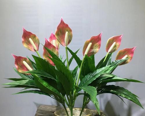 一帆风顺花的寓意与象征意义（从花卉中寻找人生的美好与顺遂）