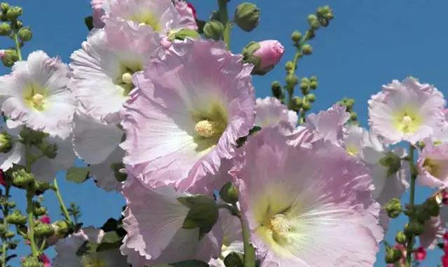 依米花（用花语解读依米花的意义）