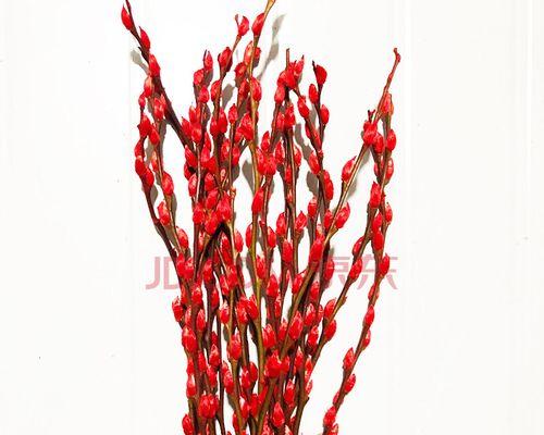 银柳的花语（银柳）