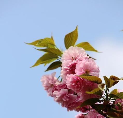 樱花的花语与象征意义（探索樱花的美与深意）