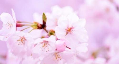 樱花的花语与象征意义（探索樱花的美与深意）