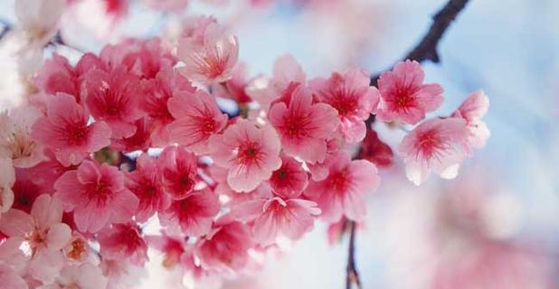 樱花传说的神秘意义（神奇）