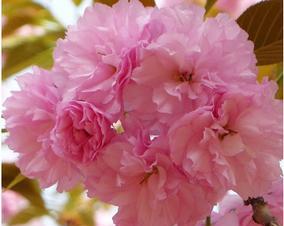 樱花传说的神秘意义（神奇）