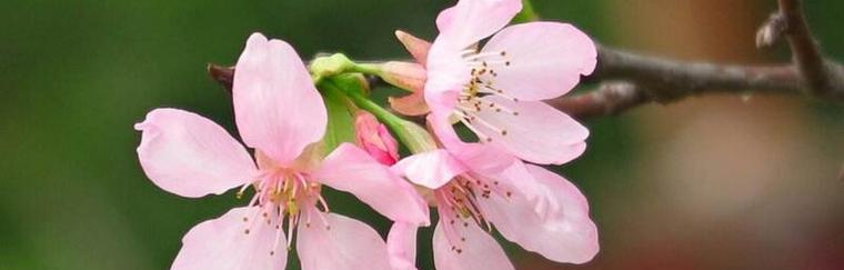 樱花的寓意——生命之美（绽放在瞬间的永恒）