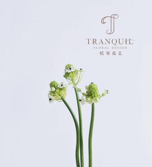 樱水晶花语与寓意（探寻樱水晶的美丽寓意与深远内涵）