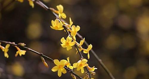迎春花的花语（迎春花的花语及象征意义解读）